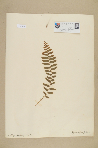 NHM_HH_42.136-2010 image NHM_HH_42.136-2010