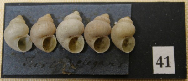 NHM-FT.41__-2016 image NHM-FT.41__-2016