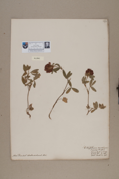 NHM_HH_16.42-2010 image NHM_HH_16.42-2010