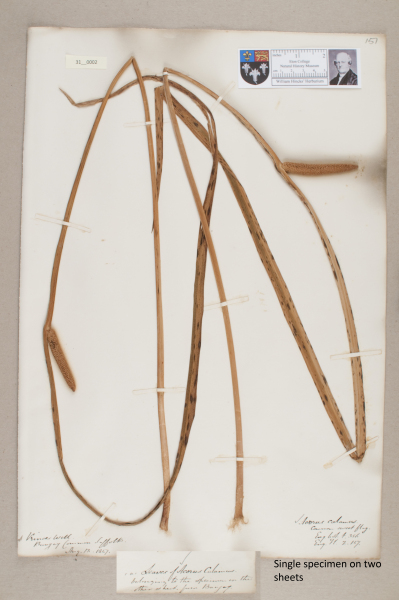 NHM_HH_31.2-2010 image NHM_HH_31.2-2010