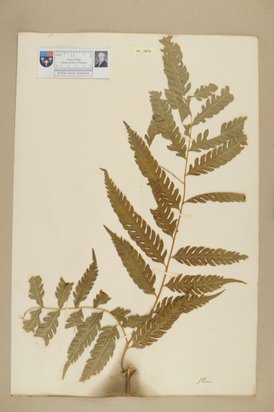 NHM_HH_42.79-2010 image NHM_HH_42.79-2010