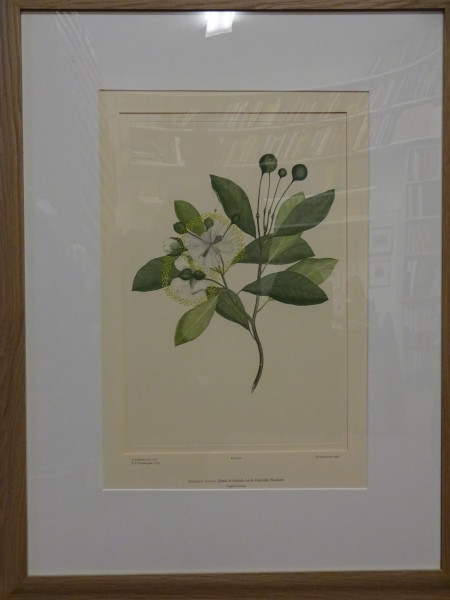 image FDA-E.2916_1_9-2016