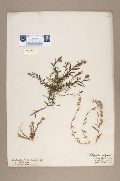 NHM_HH_18.40-2010 image NHM_HH_18.40-2010