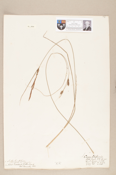 NHM_HH_33.34-2010 image NHM_HH_33.34-2010