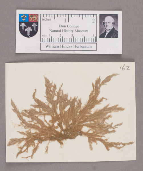 NHM_HH_1.162-2010 image NHM_HH_1.162-2010