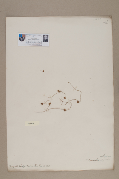 NHM_HH_20.18-2010 image NHM_HH_20.18-2010