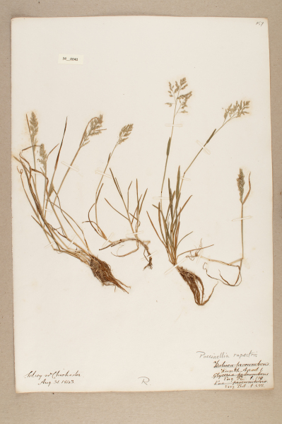 NHM_HH_34.40-2010 image NHM_HH_34.40-2010