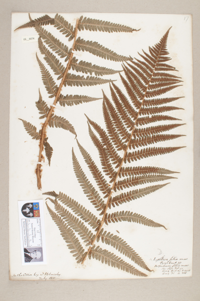 NHM_HH_5.74-2010 image NHM_HH_5.74-2010