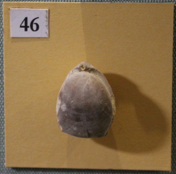 NHM.507-2017 image NHM.507-2017