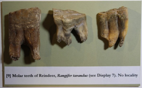 NHM.180-2016 image NHM.180-2016