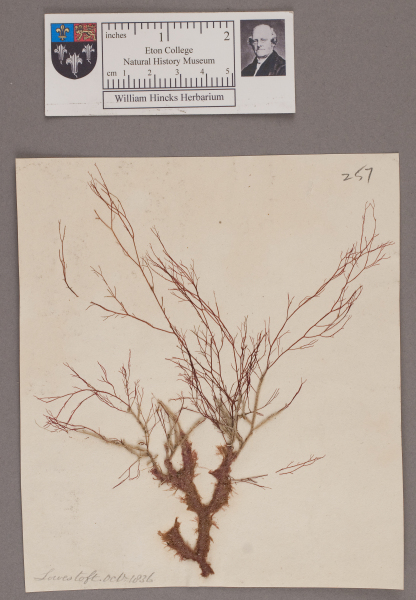 NHM_HH_1.257-2010 image NHM_HH_1.257-2010