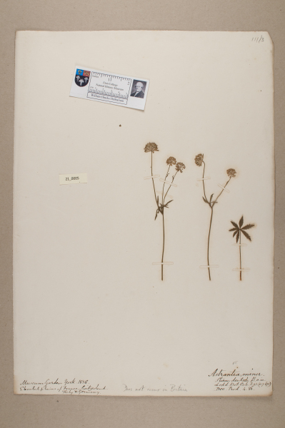 NHM_HH_21.5-2010 image NHM_HH_21.5-2010