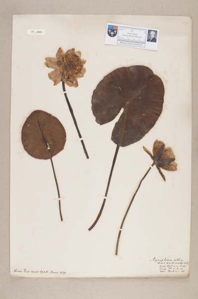 NHM_HH_7.5-2010 image NHM_HH_7.5-2010