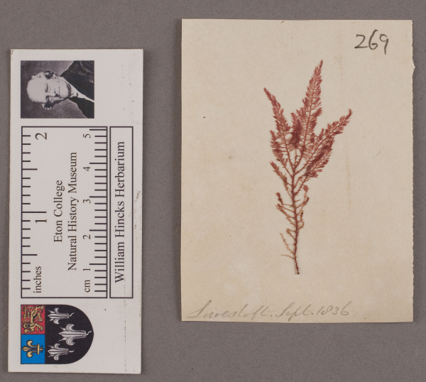 NHM_HH_1.269-2010 image NHM_HH_1.269-2010