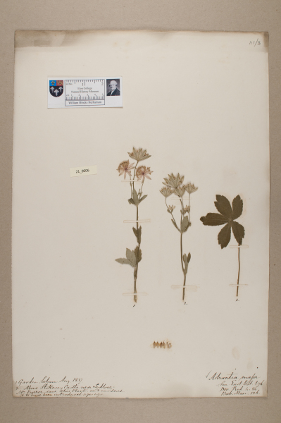 NHM_HH_21.6-2010 image NHM_HH_21.6-2010