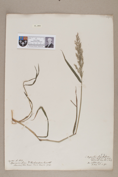 NHM_HH_35.55-2010 image NHM_HH_35.55-2010