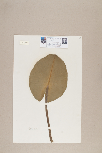 NHM_HH_7.6-2010 image NHM_HH_7.6-2010