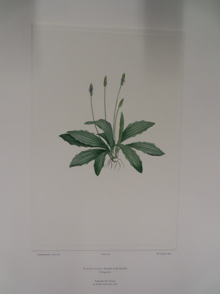 FDA-E.2916_25_14-2016 image FDA-E.2916_25_14-2016