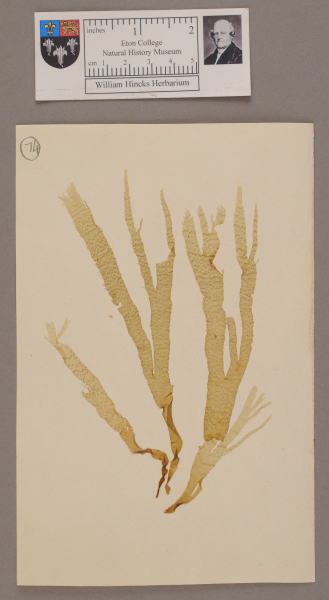 NHM_HH_1.74-2010 image NHM_HH_1.74-2010