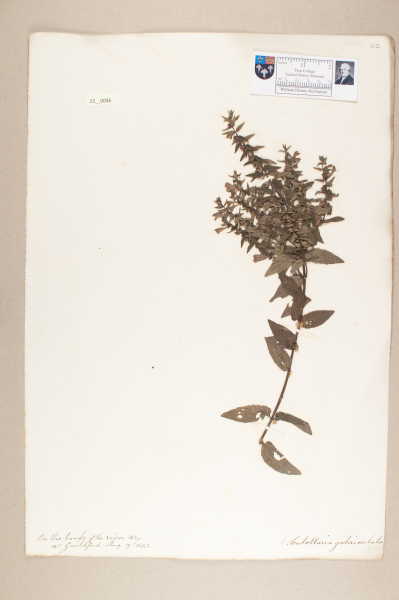 NHM_HH_23.36-2010 image NHM_HH_23.36-2010