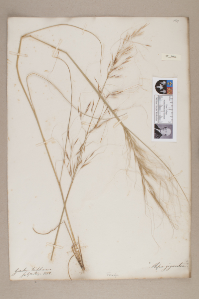 NHM_HH_37.1-2010 image NHM_HH_37.1-2010