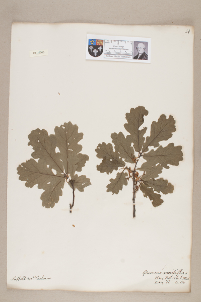 NHM_HH_8.6-2010 image NHM_HH_8.6-2010