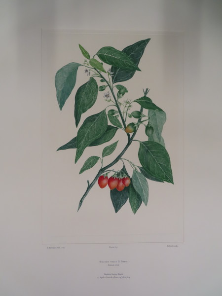 image FDA-E.2916_30_8-2016