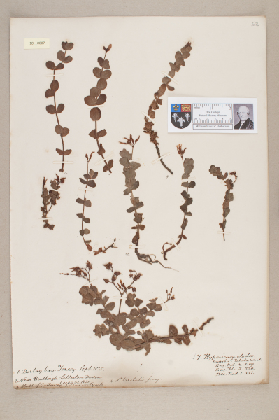 NHM_HH_10.7-2010 image NHM_HH_10.7-2010