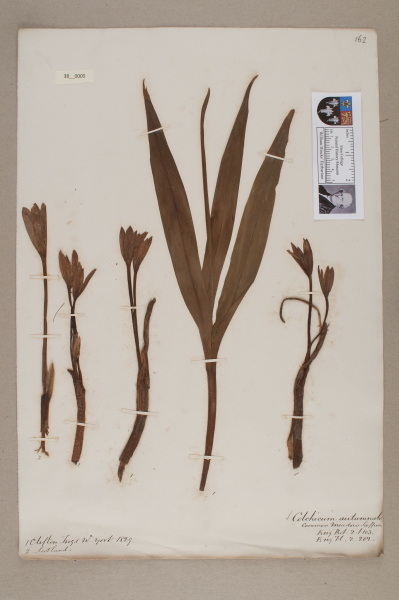 NHM_HH_38.5-2010 image NHM_HH_38.5-2010