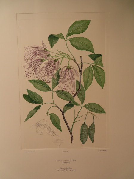 image FDA-E.2916_28_5-2016-A