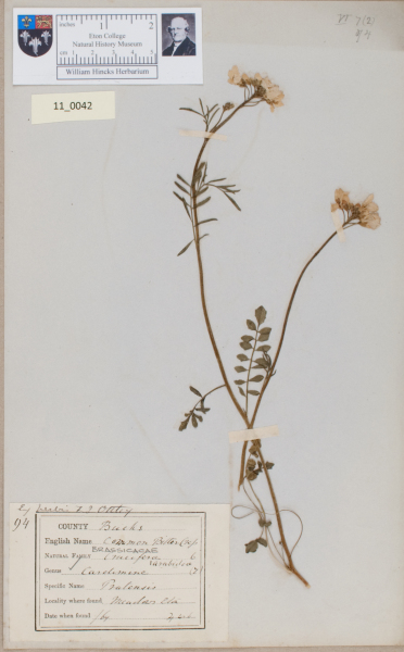 NHM_HH_11.42-2010 image NHM_HH_11.42-2010