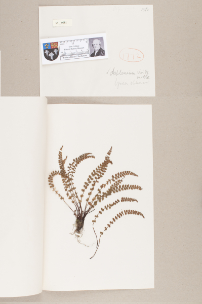 NHM_HH_4.81-2010 image NHM_HH_4.81-2010