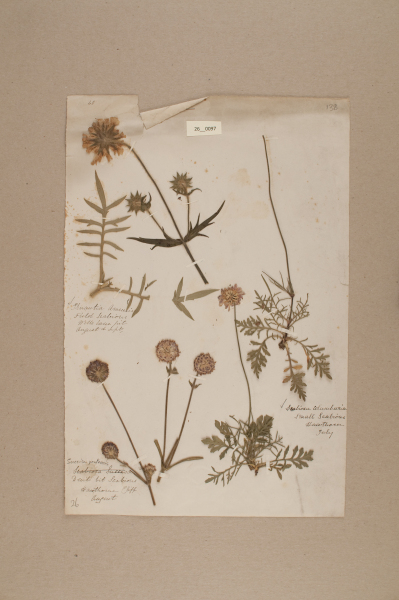 NHM_HH_26.97-2010 image NHM_HH_26.97-2010