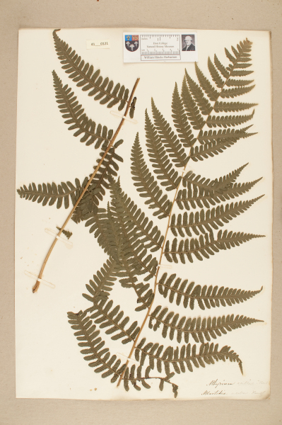 NHM_HH_41.121-2010 image NHM_HH_41.121-2010