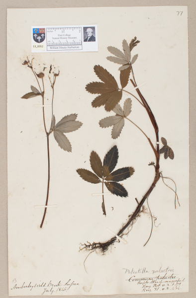 NHM_HH_13.52-2010 image NHM_HH_13.52-2010