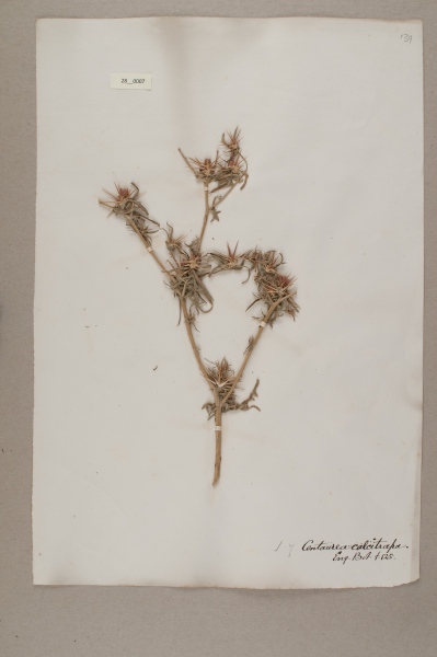 NHM_HH_28.7-2010 image NHM_HH_28.7-2010