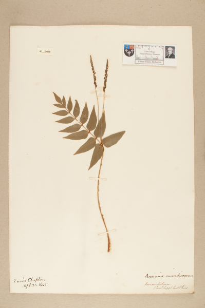 image NHM_HH_41.56-2010