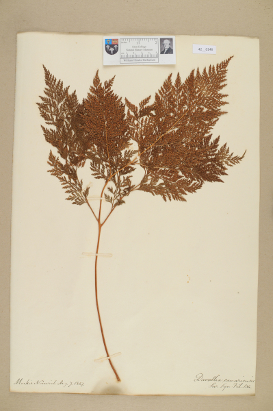 NHM_HH_42.146-2010 image NHM_HH_42.146-2010