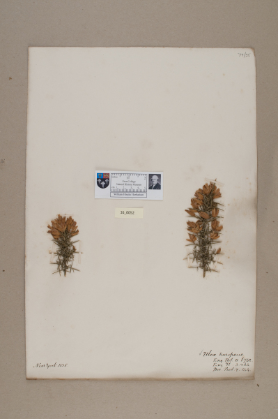 NHM_HH_16.52-2010 image NHM_HH_16.52-2010