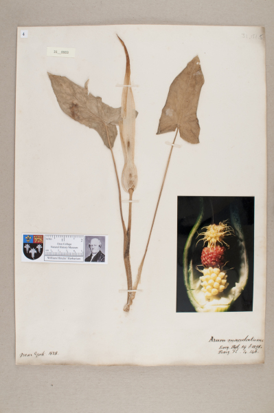 image NHM_HH_31.3-2010