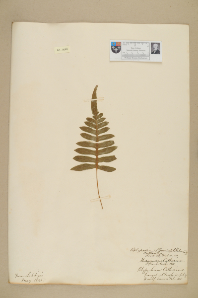 NHM_HH_42.89-2010 image NHM_HH_42.89-2010