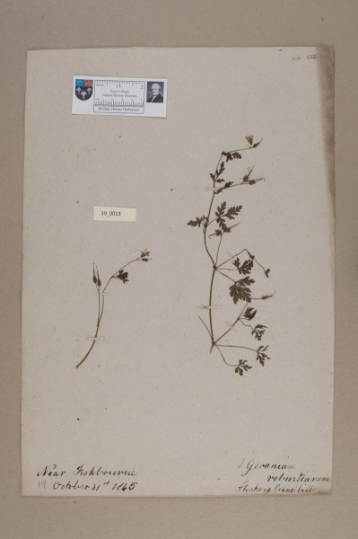 NHM_HH_19.13-2010 image NHM_HH_19.13-2010