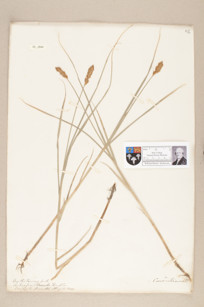 NHM_HH_33.44-2010 image NHM_HH_33.44-2010