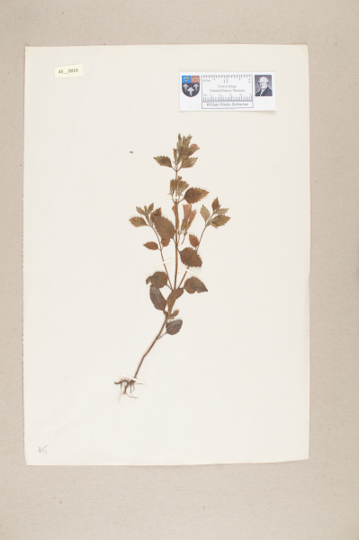 NHM_HH_45.19-2010 image NHM_HH_45.19-2010