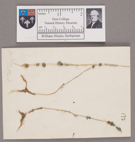 NHM_HH_1.172-2010 image NHM_HH_1.172-2010