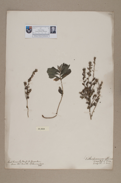 NHM_HH_20.28-2010 image NHM_HH_20.28-2010