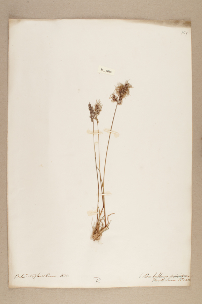 NHM_HH_34.50-2010 image NHM_HH_34.50-2010