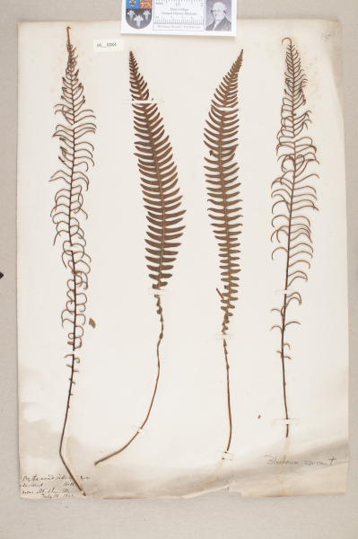 NHM_HH_5.84-2010 image NHM_HH_5.84-2010