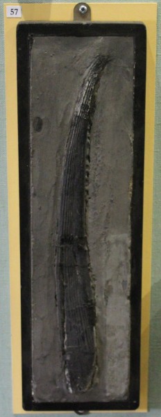 NHM.518-2017 image NHM.518-2017