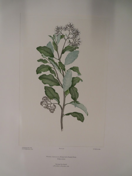 image FDA-E.2916_23_13-2016